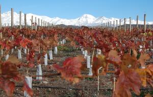 Auberge du Vin - Mendoza, Argentina