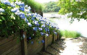 Chesapeake Bay Treehouse - Edgewater, Maryland