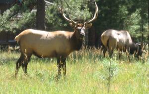 SKI OR GOLF IN THE MAGICAL FOREST - Flagstaff, Arizona