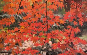 Niseko Snow Chalet - Hirafu Village Niseko, Japan
