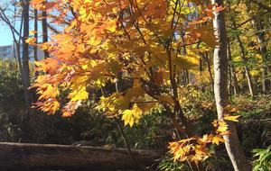 Niseko Snow Chalet - Hirafu Village Niseko, Japan