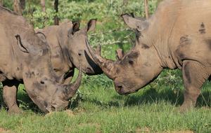 Welgevonden Game Reserve, South Africa
