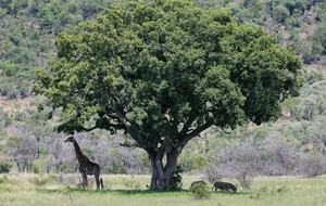 Welgevonden Game Reserve, South Africa