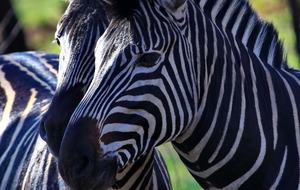 Welgevonden Game Reserve, South Africa