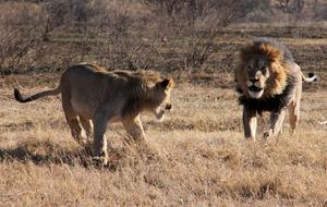Welgevonden Game Reserve, South Africa