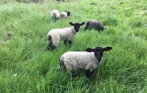Fox End - Moreton in Marsh, Cotswolds, United Kingdom