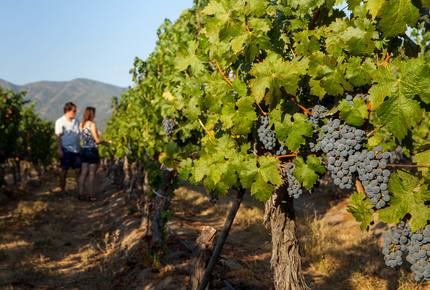 CURATED WINE ROUTES - Scenic Vineyards & Valleys, Chile