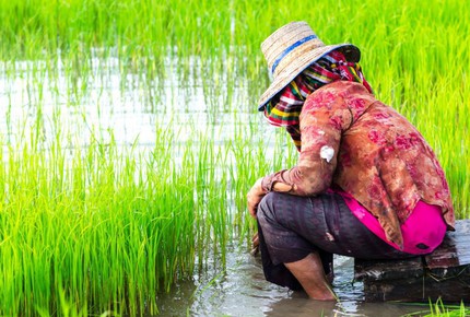 CURATED IRRESISTIBLE OFFER - Quintessential Serenity, Thailand