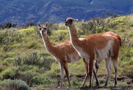 CURATED WINE ROUTES - Scenic Vineyards & Valleys, Chile