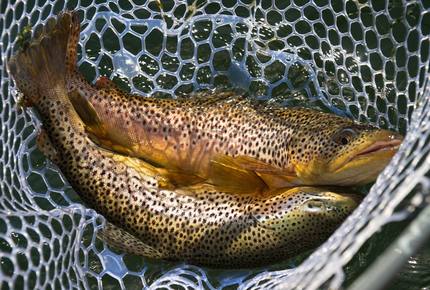 Concierge SPORTING LIFESTYLES - The Big Lure, Worldwide