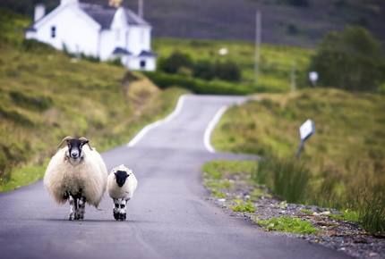 CURATED FAMILY BONDINGS - Lucky Irish Charms, Ireland