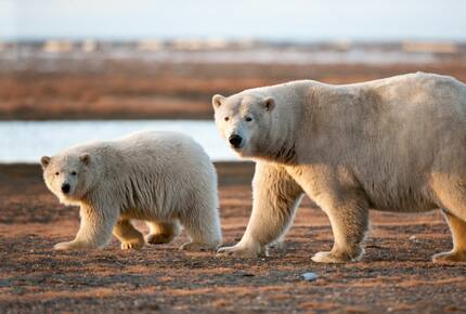 CURATED ECO EXPEDITION - Polar Bear Rover Adventure, Churchill Manitoba