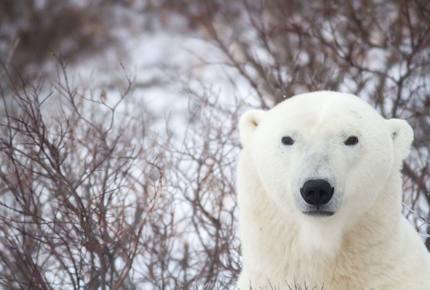 CURATED ECO EXPEDITION - Polar Bear Rover Adventure, Churchill Manitoba