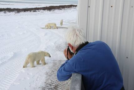 CURATED ECO EXPEDITION - Polar Bear Rover Adventure, Churchill Manitoba