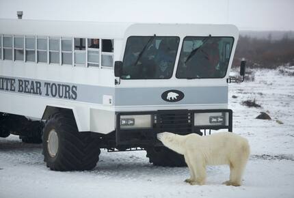 CURATED ECO EXPEDITION - Polar Bear Rover Adventure, Churchill Manitoba