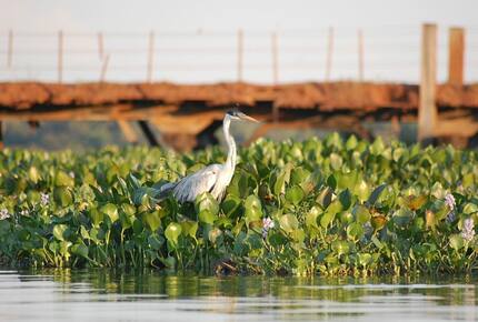 CURATED ECO EXPLORINGS - Pantanal South Ecological Refuge, Brazil
