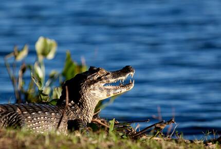 CURATED ECO EXPLORINGS - Pantanal South Ecological Refuge, Brazil