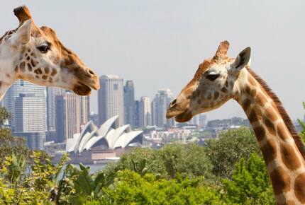 CURATED IRRESISTIBLE OFFER - Down Under Dreamtime, Australia