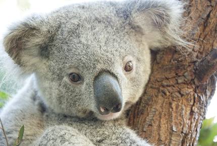 CURATED IRRESISTIBLE OFFER - Down Under Dreamtime, Australia