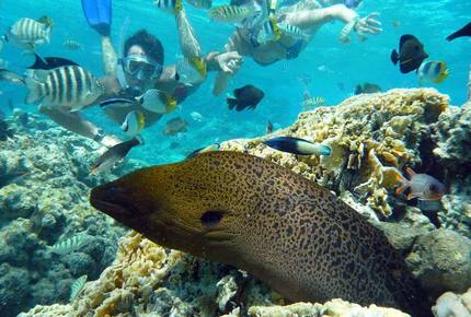 CURATED AQUATIC VOYAGES - Postcard Polynesian Isles Cruise, French Polynesia