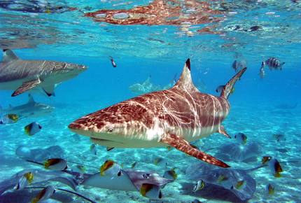 CURATED AQUATIC VOYAGES - Postcard Polynesian Isles Cruise, French Polynesia
