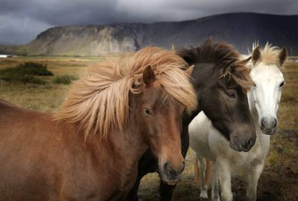 CURATED ACTIVE TRAILS - Icelandic Adventure, Iceland