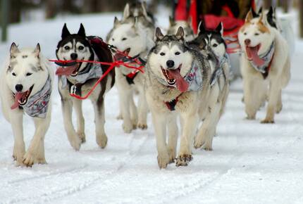 CURATED FAMILY BONDINGS - The Last Frontier, Alaska