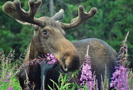 CURATED FAMILY BONDINGS - The Last Frontier, Alaska
