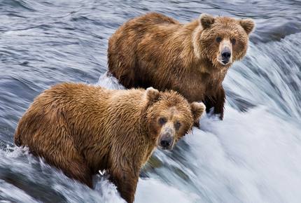 CURATED FAMILY BONDINGS - The Last Frontier, Alaska