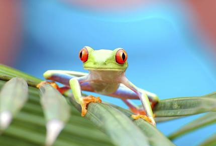 CURATED FAMILY BONDINGS - Rainforest & Beach Adventure, Costa Rica