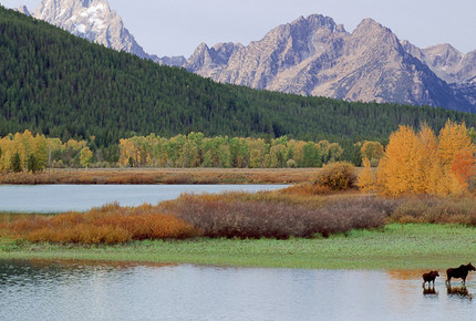CURATED AMERICA THE BEAUTIFUL - Hidden Yellowstone Nature Safari, Wyoming