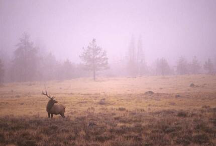 CURATED AMERICA THE BEAUTIFUL - Hidden Yellowstone Nature Safari, Wyoming