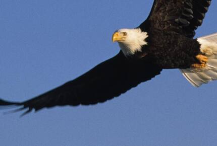 CURATED AMERICA THE BEAUTIFUL - Hidden Yellowstone Nature Safari, Wyoming