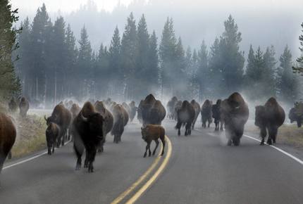 CURATED AMERICA THE BEAUTIFUL - Hidden Yellowstone Nature Safari, Wyoming