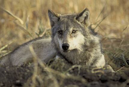 CURATED AMERICA THE BEAUTIFUL - Hidden Yellowstone Nature Safari, Wyoming
