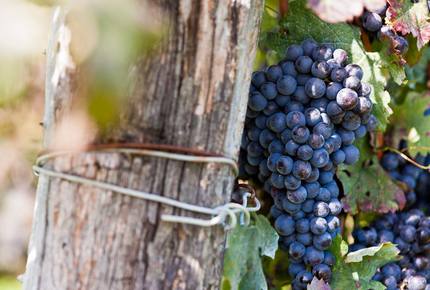 CURATED WINE ROUTES - Sipping the Bordeaux & Dordogne, France