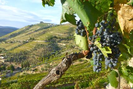 CURATED SIGNATURE JOURNEYS - Beloved Portuguese Discovery, Portugal