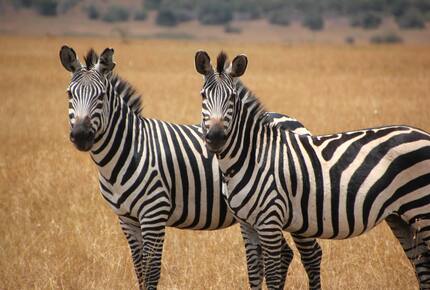 CURATED ROMANCING THE RAILS - SAFARI BY RIVER & RAIL, South Africa