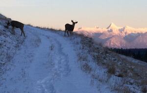 Deer on Sunflower Hill with view of Fisher Peak