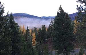 Fall tree color changes