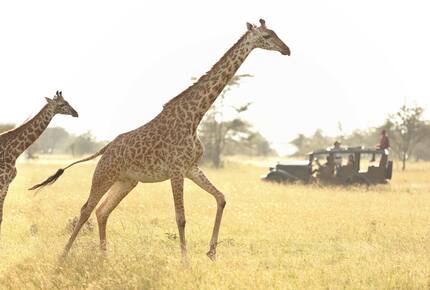 CURATED GLAMPING THE NIGHT AWAY - Happily Ever After Safari, Kenya