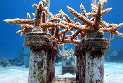 EXCLUSIVE STAY EXPERIENCE - Crucian Christmas Celebration, Virgin Islands, U.S.