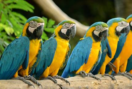 EXCLUSIVE STAY EXPERIENCE - Samba at the Rio Carnival, Brazil