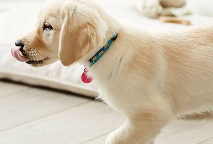Concierge POSH PET LIFESTYLES - Pet Friendly Escapes, USA