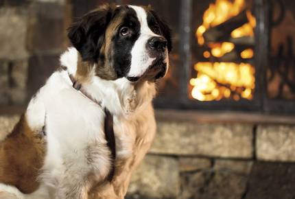 Concierge POSH PET LIFESTYLES - Pet Friendly Escapes, USA