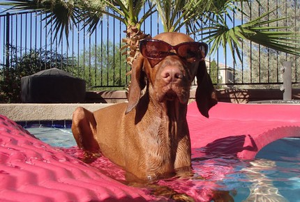 Concierge POSH PET LIFESTYLES - Pet Friendly Escapes, USA