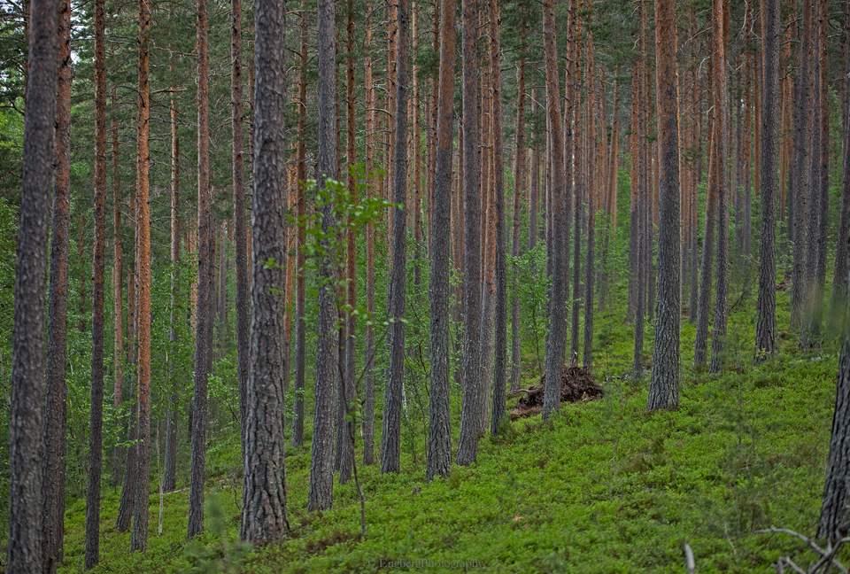 Villa Jolla and Sauna - Inspired by Nature - Padasjoki, Finland