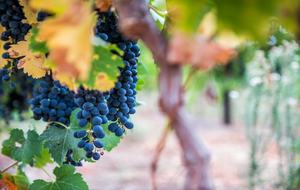 Pepper Tree Cottage - Nuy Valley, South Africa
