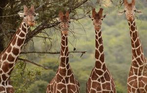 The Round House and Bunk Room at Olepangi Farm - full board - Mt. Kenya - Timau, Kenya
