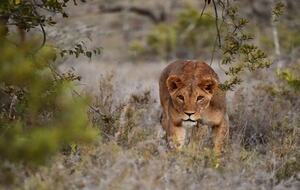 The Round House and Bunk Room at Olepangi Farm - full board - Mt. Kenya - Timau, Kenya